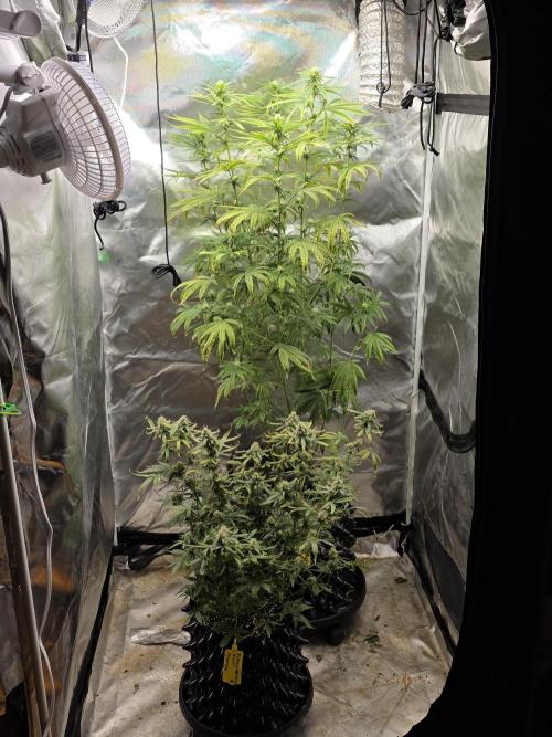 Tutankhamon Fast-Nokotech Simplex. Week 7