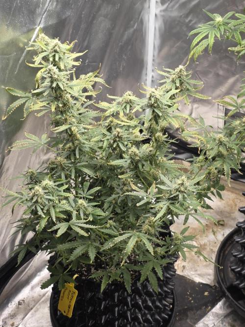 Tutankhamon Fast-Nokotech Simplex. Week 7