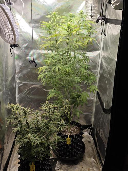 Tutankhamon Fast-Nokotech Simplex. Week 7