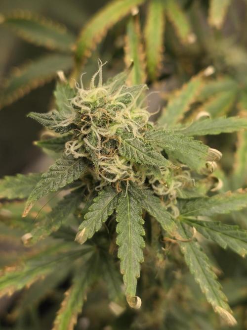 Tutankhamon Fast-Nokotech Simplex. Week 7