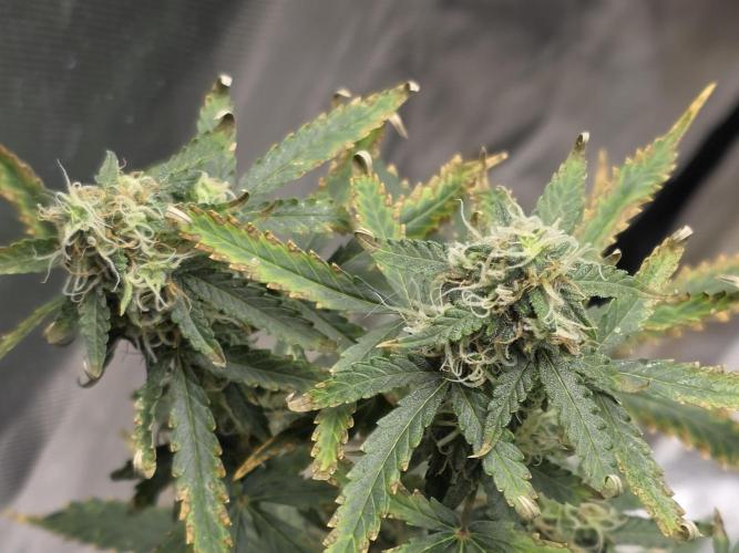 Tutankhamon Fast-Nokotech Simplex. Week 7