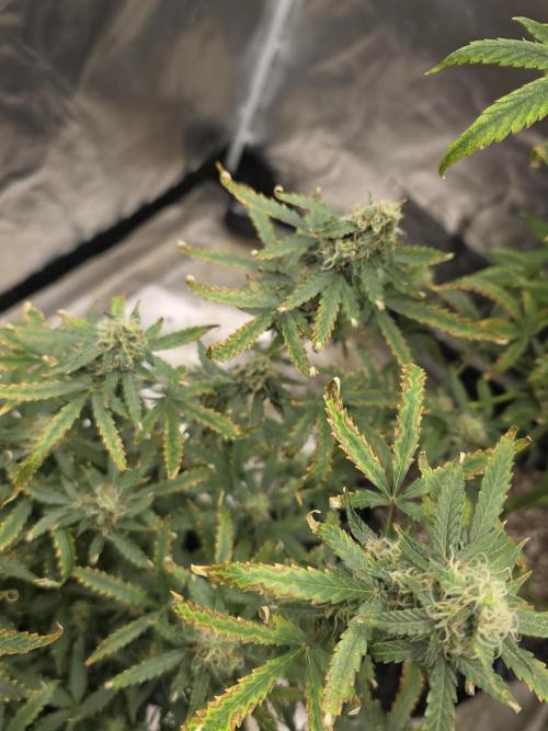 Tutankhamon Fast-Nokotech Simplex. Week 7