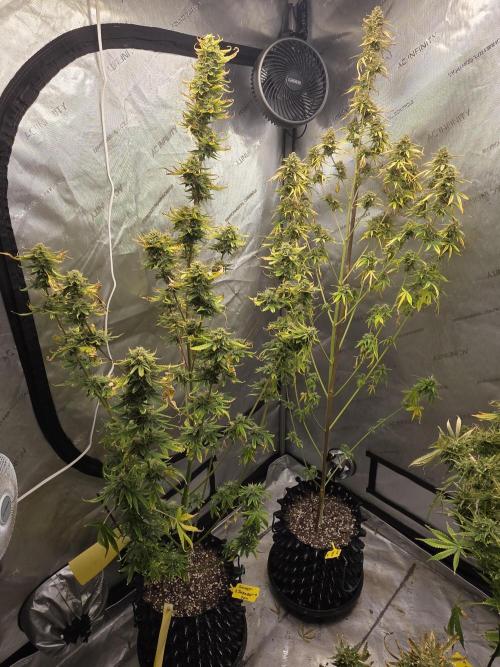 Sunset Sherbet auto. Week 10