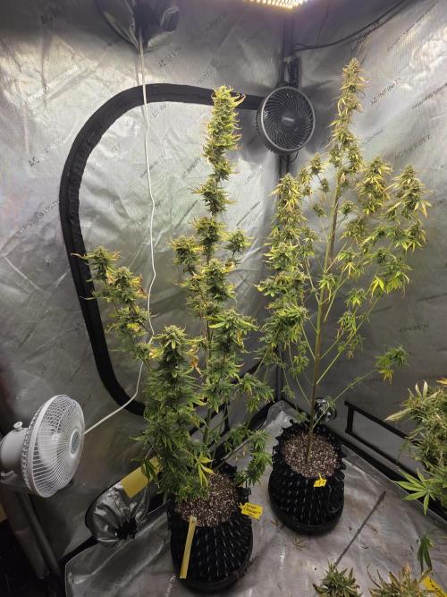 Sunset Sherbet auto. Week 10