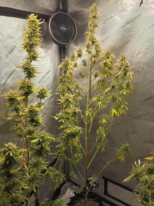 Sunset Sherbet auto. Week 10