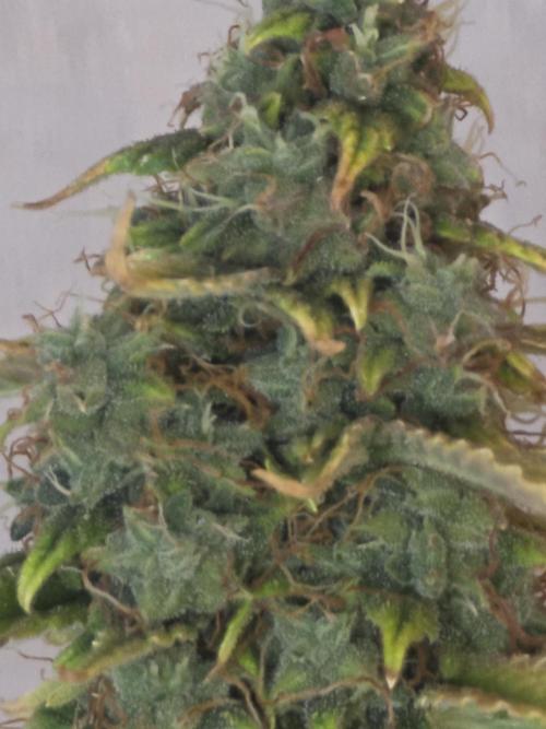 Sunset Sherbet auto. Week 10