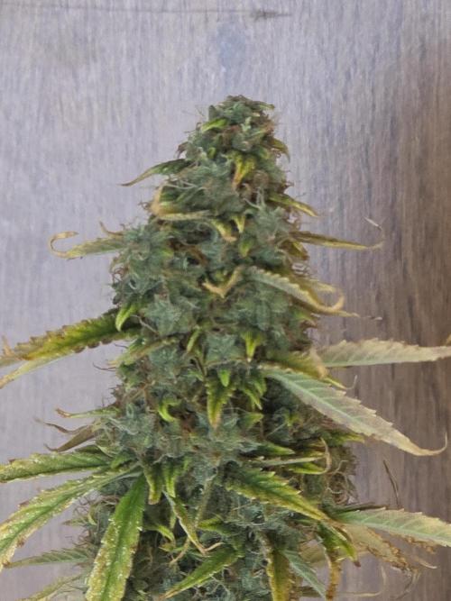 Sunset Sherbet auto. Week 10