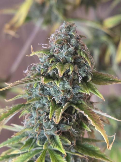Sunset Sherbet auto. Week 10