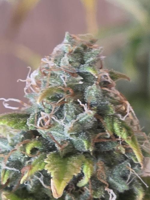 Sunset Sherbet auto. Week 10