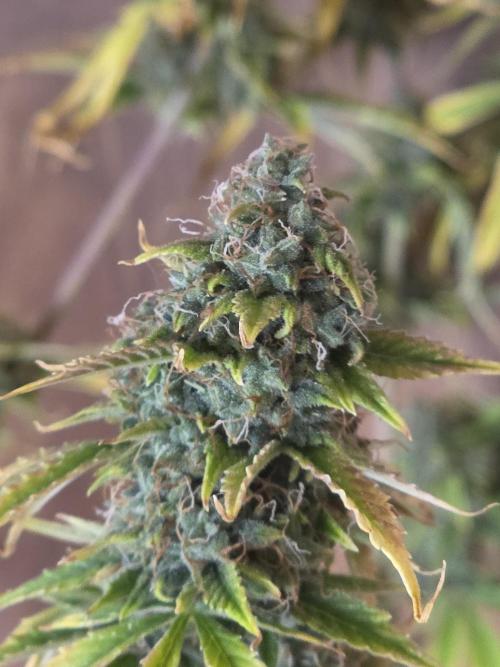 Sunset Sherbet auto. Week 10