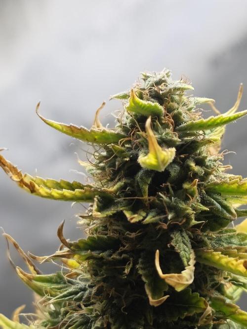 Sunset Sherbet auto. Week 10