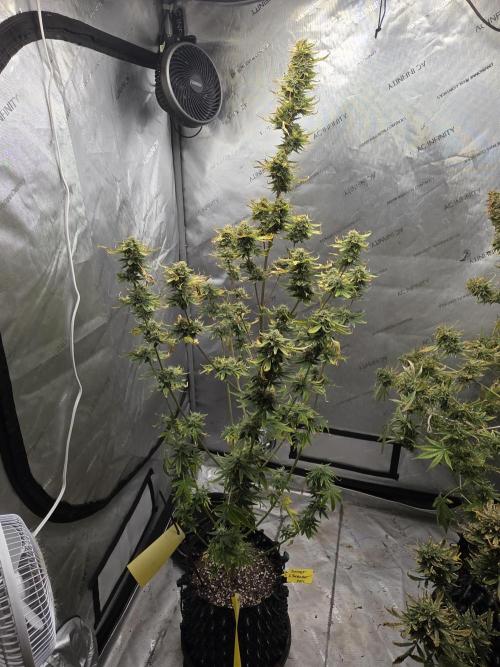 Sunset Sherbet auto. Week 10