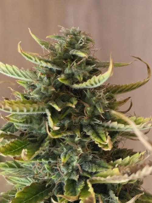 Sunset Sherbet auto. Week 10