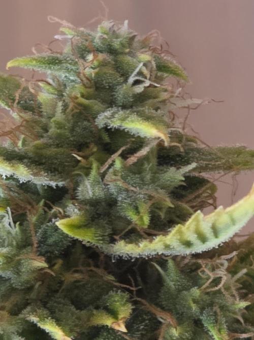 Sunset Sherbet auto. Week 10