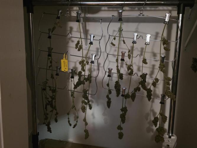 Auto Wappa. Week 11