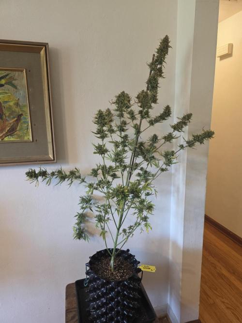 Auto Wappa. Week 11