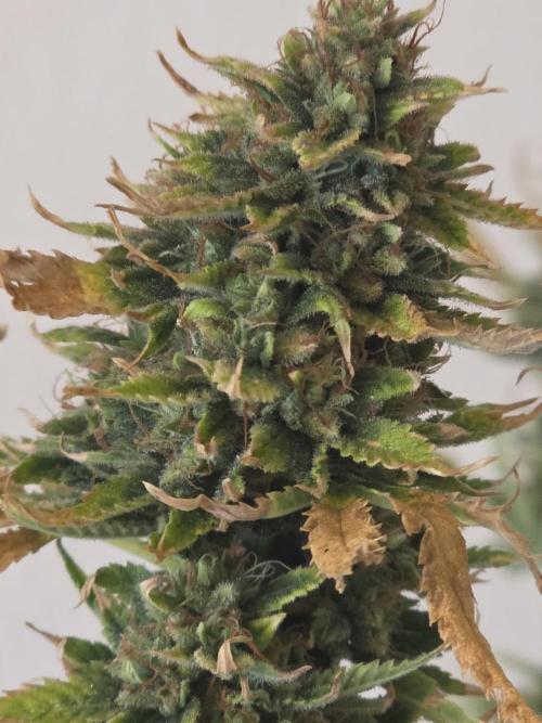 Auto Wappa. Week 11