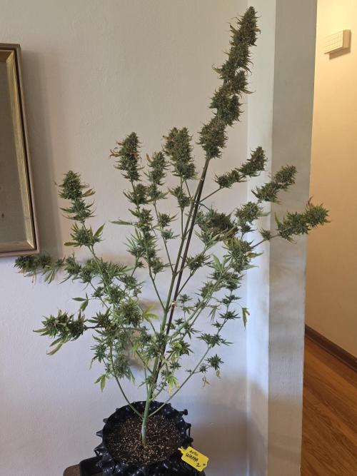 Auto Wappa. Week 11