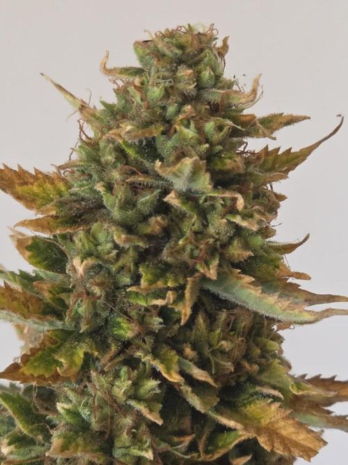 Auto Wappa. Week 11