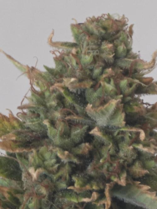 Auto Wappa. Week 11