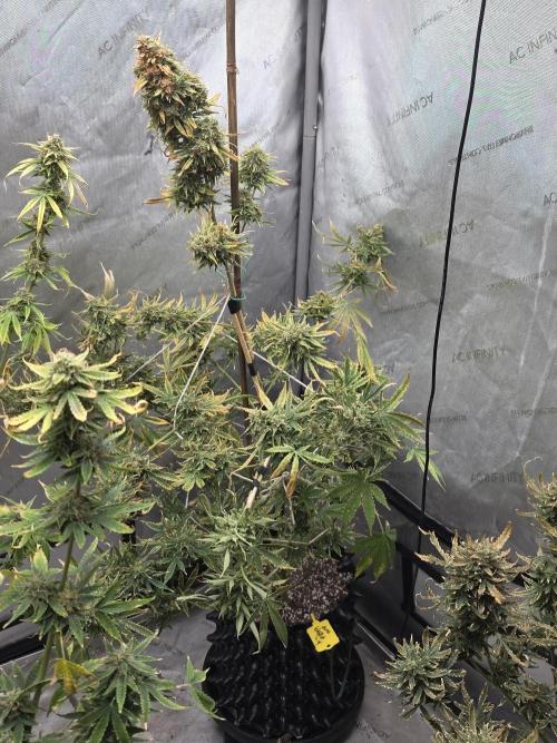Auto Wappa. Week 11