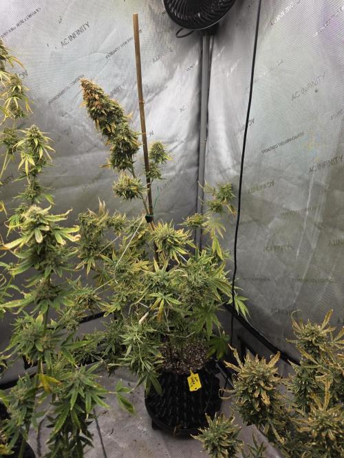 Auto Wappa. Week 11