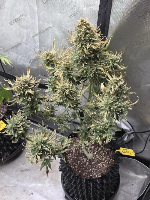 Auto Wappa. Week 11