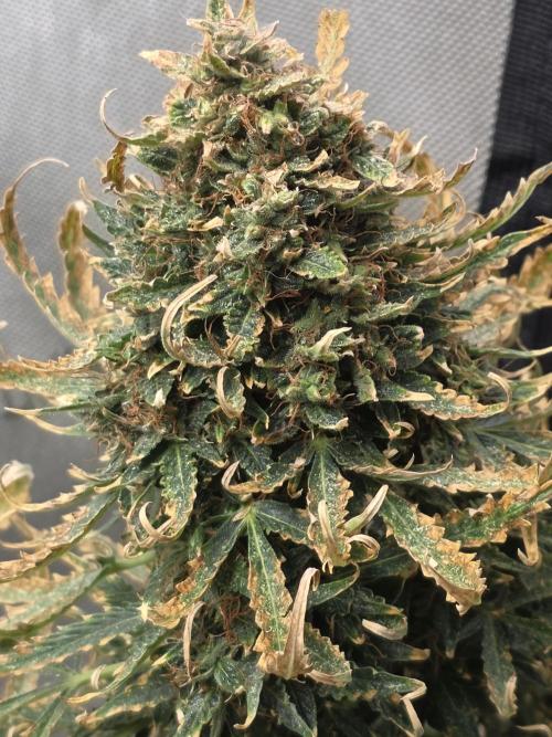 Auto Wappa. Week 11