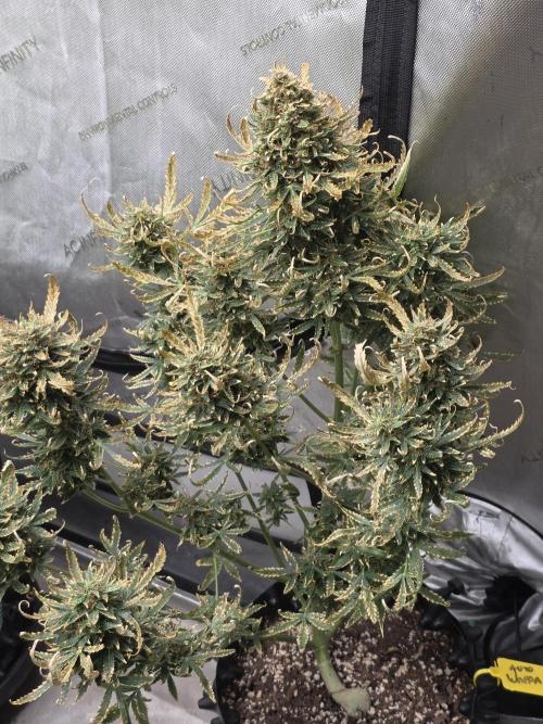 Auto Wappa. Week 11