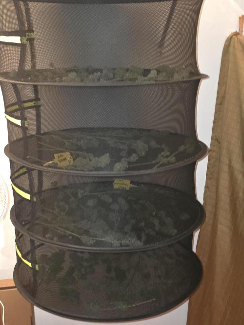 Auto Wappa. Week 11 - Aw 2&4 top 2 shelves