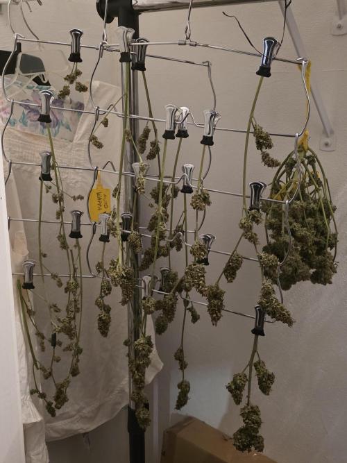 Auto Wappa. Week 11
