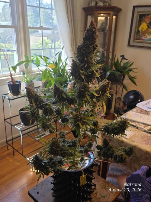 White Widow X Crystal Meth Outside 2026. Week 17