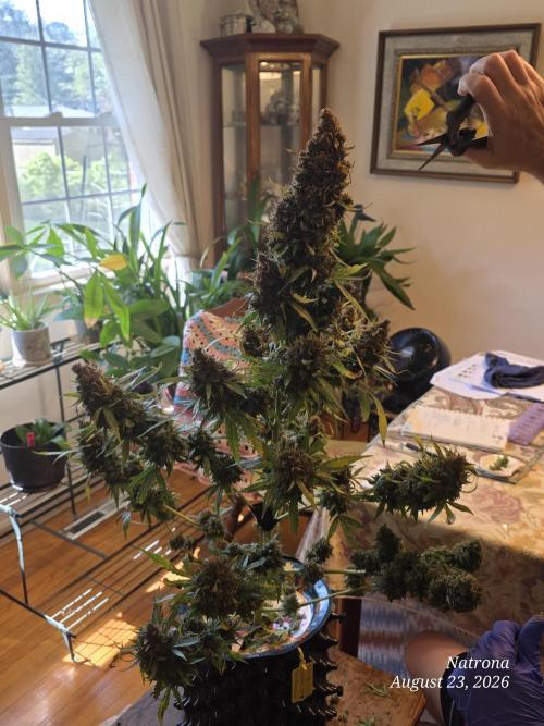 White Widow X Crystal Meth Outside 2026. Week 17