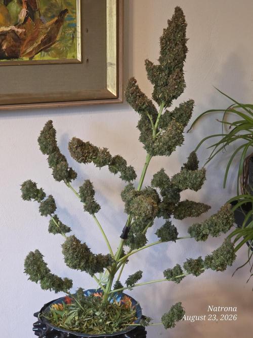 White Widow X Crystal Meth Outside 2026. Week 17
