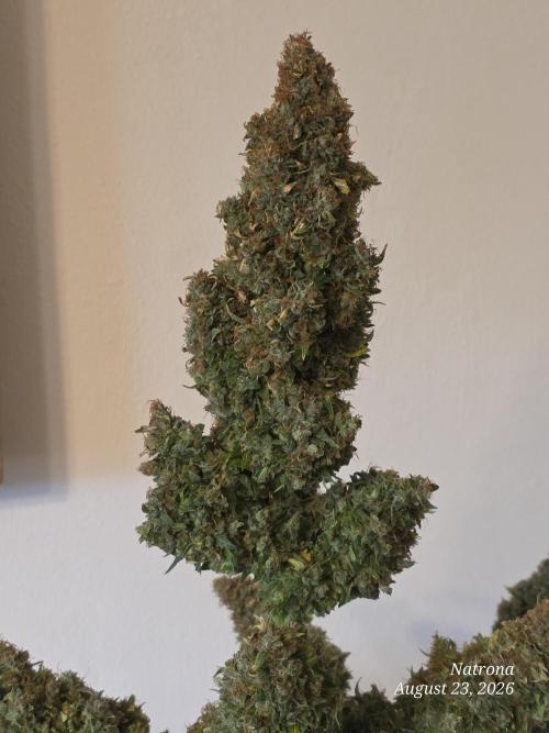 White Widow X Crystal Meth Outside 2026. Week 17