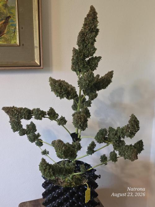 White Widow X Crystal Meth Outside 2026. Week 17