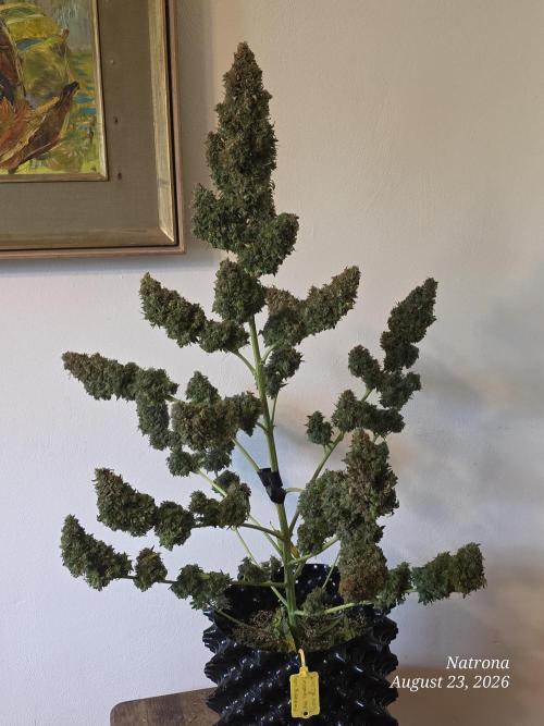 White Widow X Crystal Meth Outside 2026. Week 17