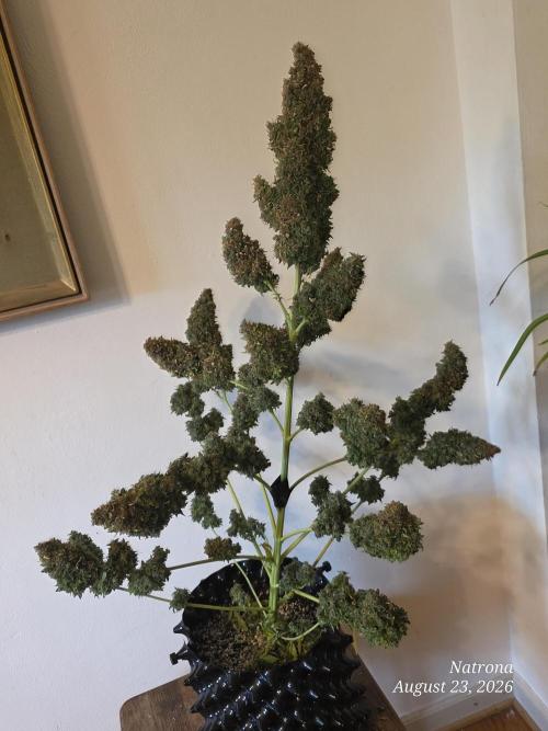 White Widow X Crystal Meth Outside 2026. Week 17