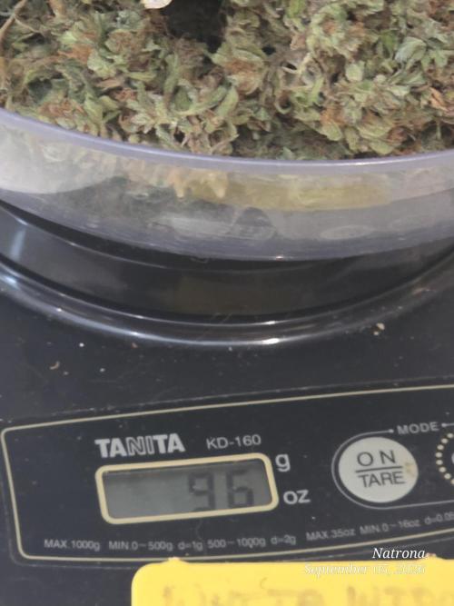 White Widow X Crystal Meth Outside 2026. Week 17