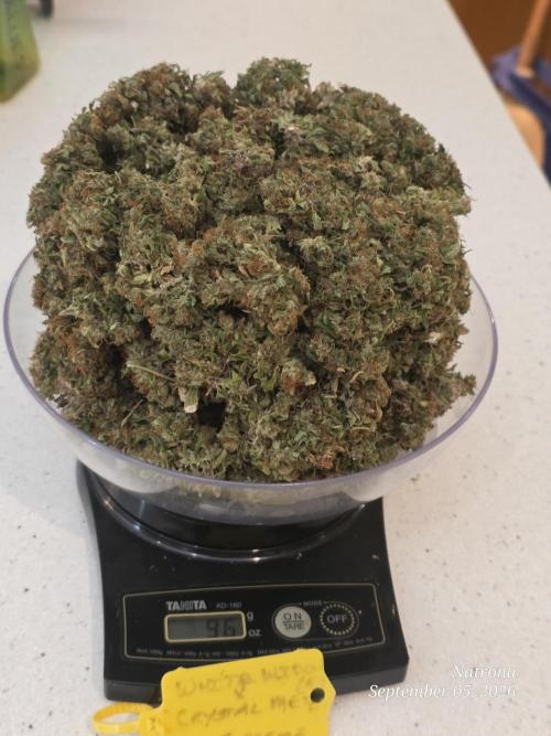 White Widow X Crystal Meth Outside 2026. Week 17
