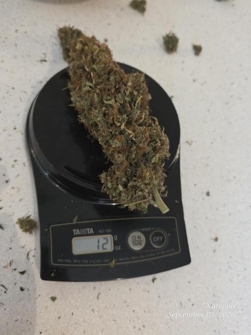 White Widow X Crystal Meth Outside 2026. Week 17