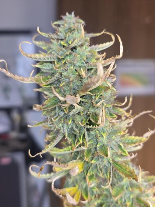 Sunset Sherbet auto. Week 11