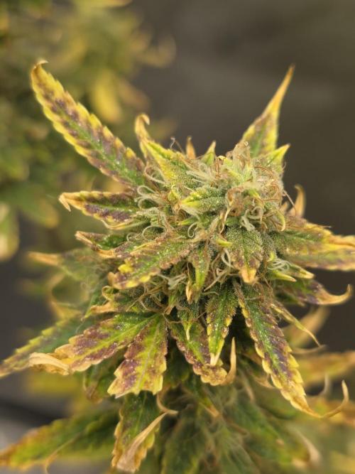 Sunset Sherbet auto. Week 11