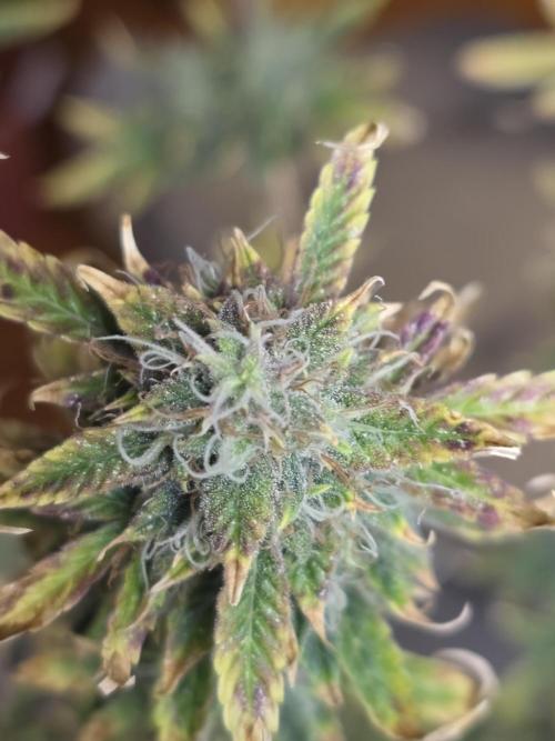 Sunset Sherbet auto. Week 11