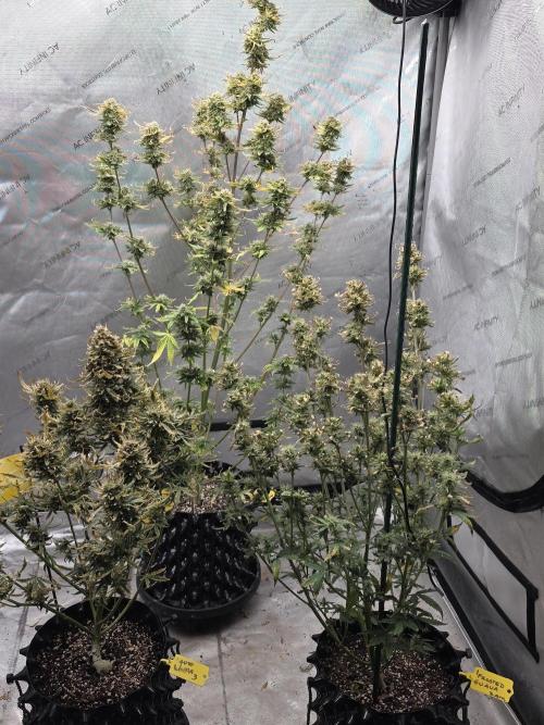 Sunset Sherbet auto. Week 11