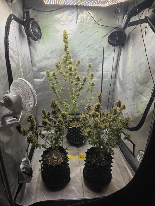 Sunset Sherbet auto. Week 11