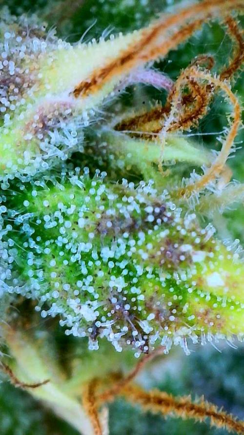 Sunset Sherbet auto. Week 11