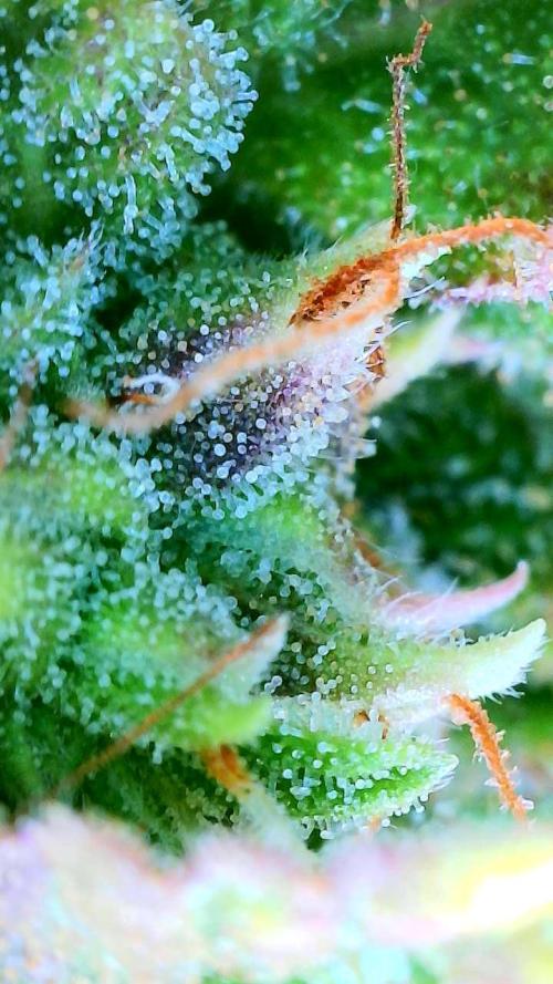 Sunset Sherbet auto. Week 11