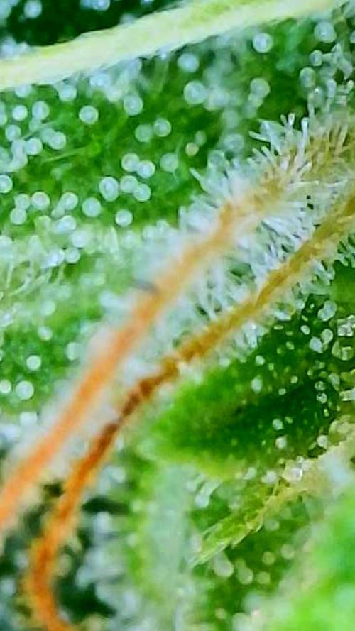 Sunset Sherbet auto. Week 11