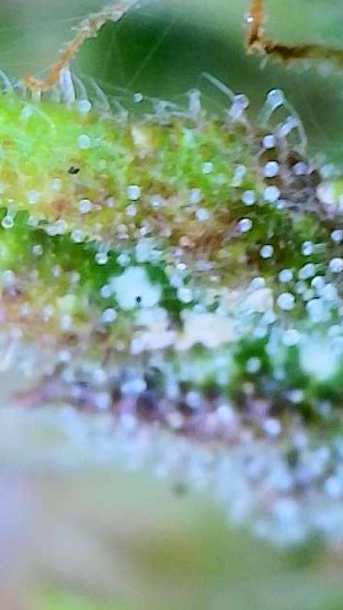 Sunset Sherbet auto. Week 11
